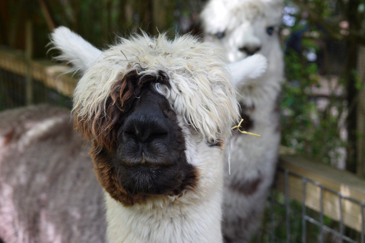 Alpaca Fleece Wool Dryer Ball
